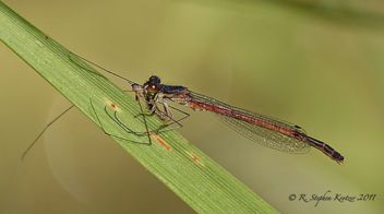 Amphiagrion saucium, male